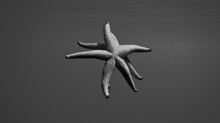 Bazaar υποβρύχιας φωτογραφίας