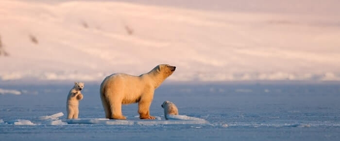 To Petit Plan: Europa III | 9-11 Φεβρουαρίου στην Ελληνοαμερικανική Ένωση